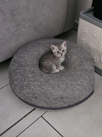 Auszugsbereite BKH Kitten