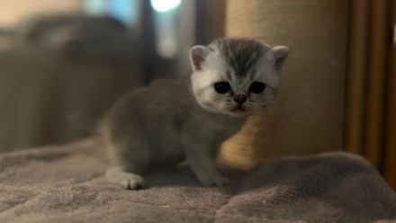 Auszugsbereite BKH Kitten