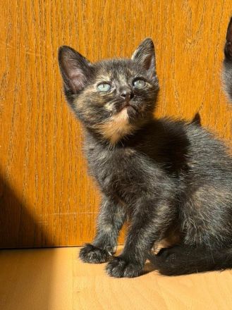 Russische Blau & 2 Suße Kitten.