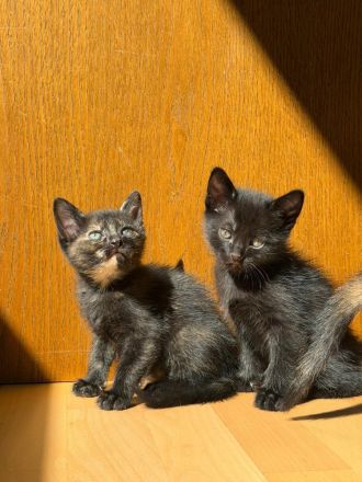 Russische Blau & 2 Suße Kitten.