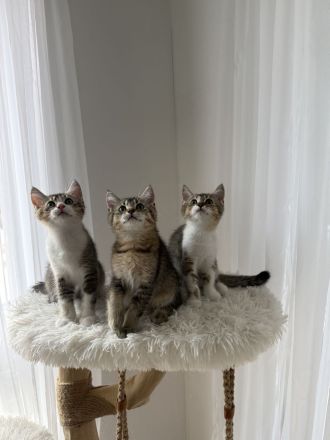 Süße Babykatzen zu verkaufen 🐾