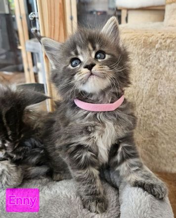 Maine Coon Kitten mit Stammbaum