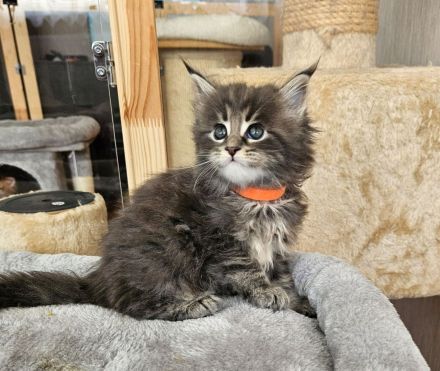 Maine Coon Kitten mit Stammbaum