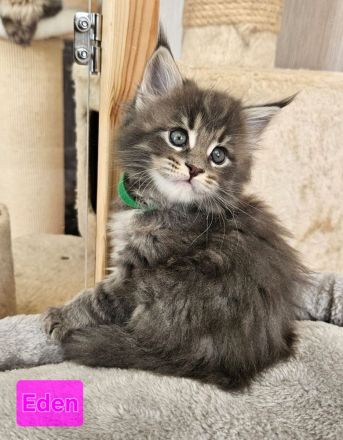 Maine Coon Kitten mit Stammbaum