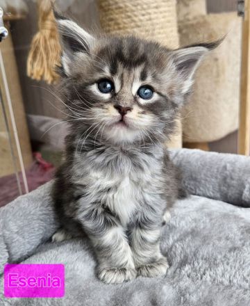 Maine Coon Kitten mit Stammbaum
