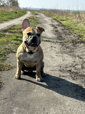 Schweren Herzens suchen wir für unseren Hund ein liebevolles neues Zuhause. ❤️