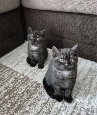 Süße BKH Kitten suchen ein liebevolles Zuhause!