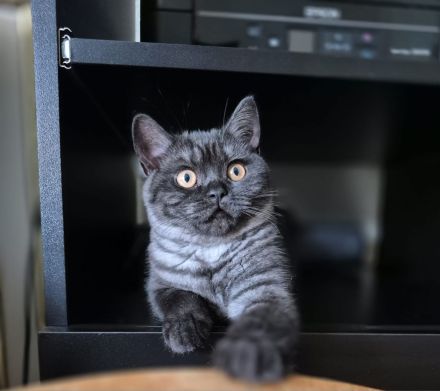Zwei zuckersüße BKH Kitten (weiblich) suchen ein liebevolles Zuhause!