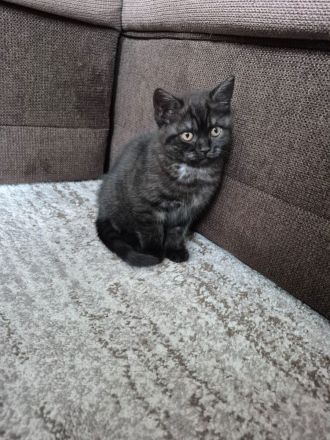 Süße BKH Kitten suchen ein liebevolles Zuhause!