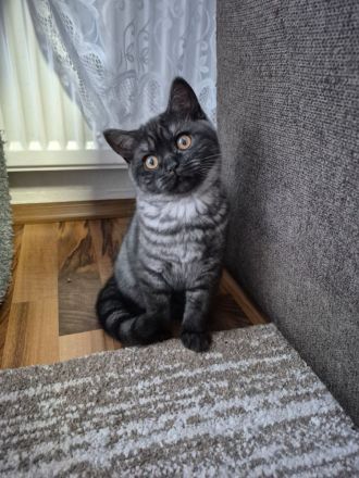 Zwei zuckersüße BKH Kitten (weiblich) suchen ein liebevolles Zuhause!