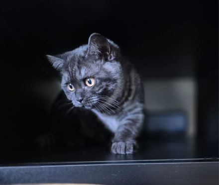 Zwei zuckersüße BKH Kitten (weiblich) suchen ein liebevolles Zuhause!