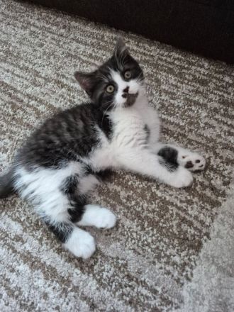 Süße BKH Kitten suchen ein liebevolles Zuhause!
