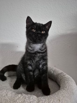Zwei zuckersüße BKH Kitten (weiblich) suchen ein liebevolles Zuhause!