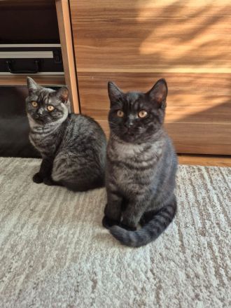 Zwei zuckersüße BKH Kitten (weiblich) suchen ein liebevolles Zuhause!
