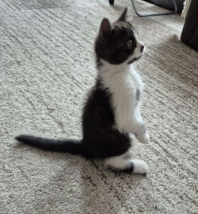 Süße BKH Kitten suchen ein liebevolles Zuhause!