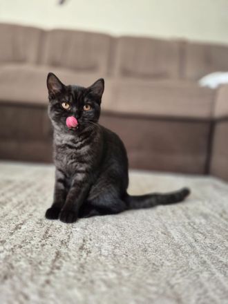 Zwei zuckersüße BKH Kitten (weiblich) suchen ein liebevolles Zuhause!