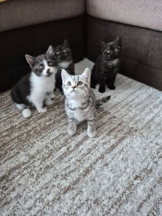 Süße BKH Kitten suchen ein liebevolles Zuhause!
