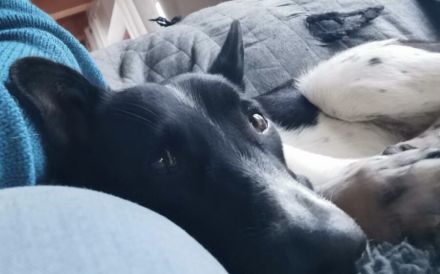 Lobita sucht ein ruhiges Zuhause