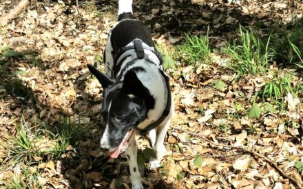 Lobita sucht ein ruhiges Zuhause