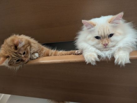 🐾 Sibirische Waldkatzen-Kitten suchen ihr Für-Immer-Zuhause 🐾