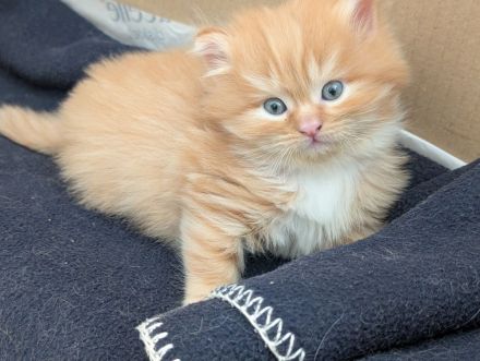 🐾 Sibirische Waldkatzen-Kitten suchen ihr Für-Immer-Zuhause 🐾