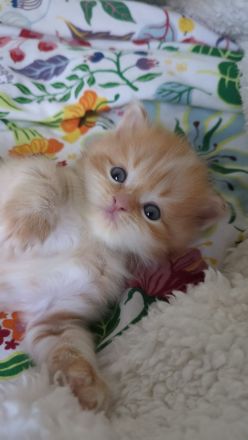 🐾 Sibirische Waldkatzen-Kitten suchen ihr Für-Immer-Zuhause 🐾