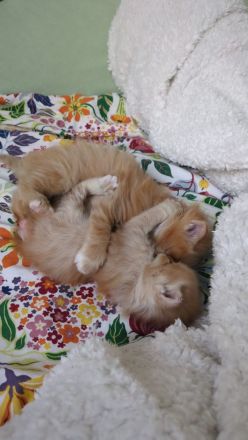 🐾 Sibirische Waldkatzen-Kitten suchen ihr Für-Immer-Zuhause 🐾