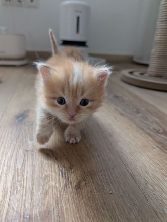 🐾 Sibirische Waldkatzen-Kitten suchen ihr Für-Immer-Zuhause 🐾