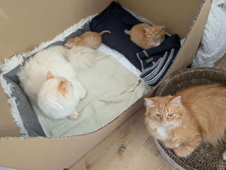 🐾 Sibirische Waldkatzen-Kitten suchen ihr Für-Immer-Zuhause 🐾