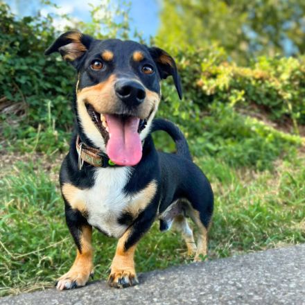 Yoshi in 56729 Bermel sucht sein Für-immer-Zuhause