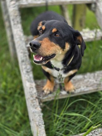 Yoshi in 56729 Bermel sucht sein Für-immer-Zuhause