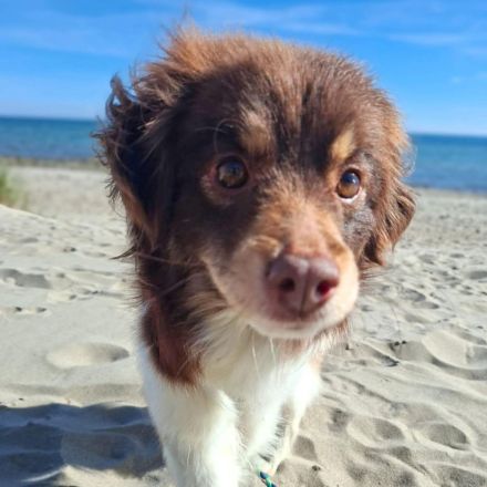 Amika in 23769 Fehmarn sucht ihr Für-immer-Zuhause