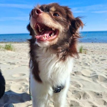 Amika in 23769 Fehmarn sucht ihr Für-immer-Zuhause