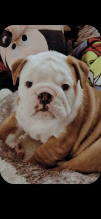 Englische Bulldoggenwelpen, weiblich, FCI-Stammbaum