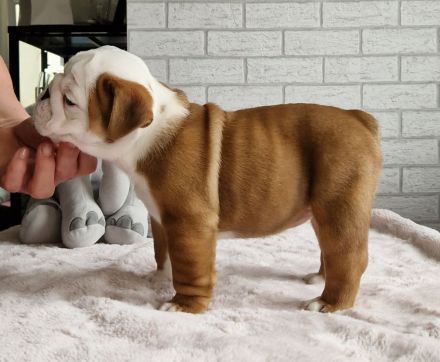 Englische Bulldoggenwelpen, weiblich, FCI-Stammbaum