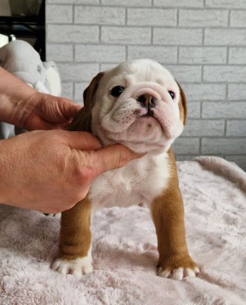 Englische Bulldoggenwelpen, weiblich, FCI-Stammbaum