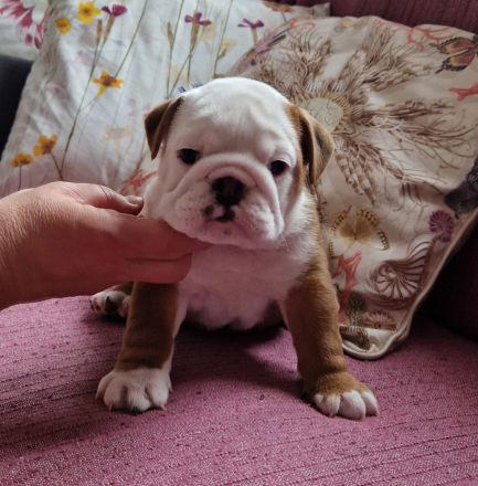 Englische Bulldoggenwelpen, weiblich, FCI-Stammbaum