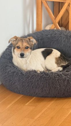 Enya auf Pflegestelle in 22301 Hamburg sucht ihr Für-immer-Zuhause
