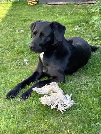 Hundeernährungsberatung Volk