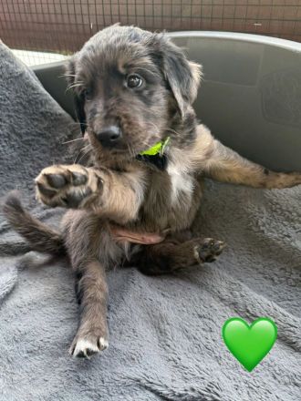 Golden Aussie Welpen aus liebevoller Familienaufzucht