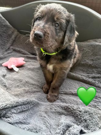 Golden Aussie Welpen aus liebevoller Familienaufzucht