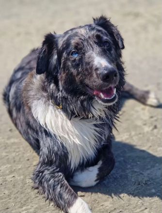 Golden Aussie Welpen aus liebevoller Familienaufzucht