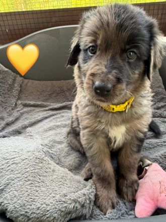 Golden Aussie Welpen aus liebevoller Familienaufzucht