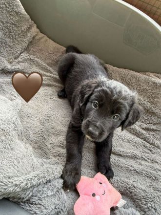 Golden Aussie Welpen aus liebevoller Familienaufzucht