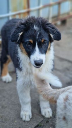 Australian Shepherd Welpen