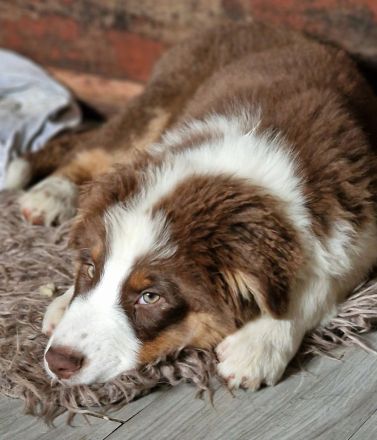 Australian Shepherd Welpen