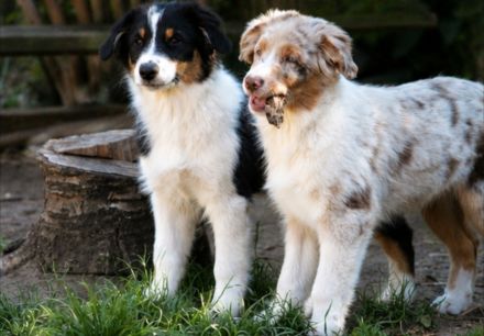 Australian Shepherd Welpen