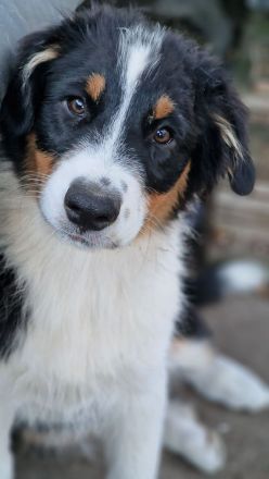 Australian Shepherd Welpen