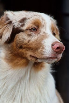 Australian Shepherd Welpen