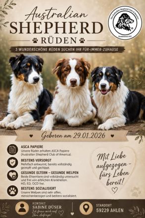 Australian Shepherd Welpen